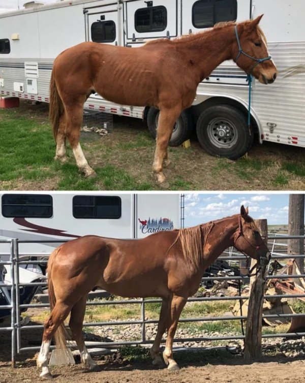Pets Before And After Adoption (32 pics)