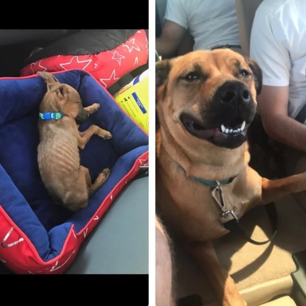 Pets Before And After Adoption (32 pics)
