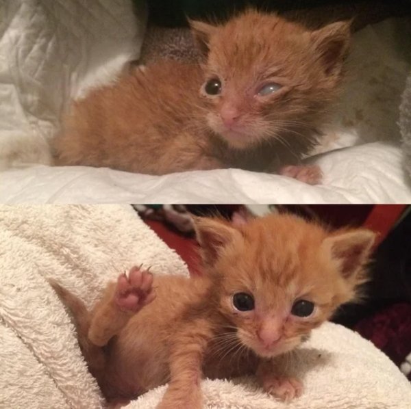 Pets Before And After Adoption (32 pics)