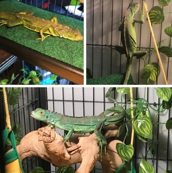 Pets Before And After Adoption (32 pics)