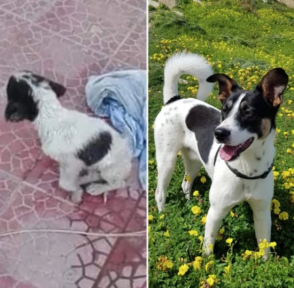Pets Before And After Adoption (32 pics)