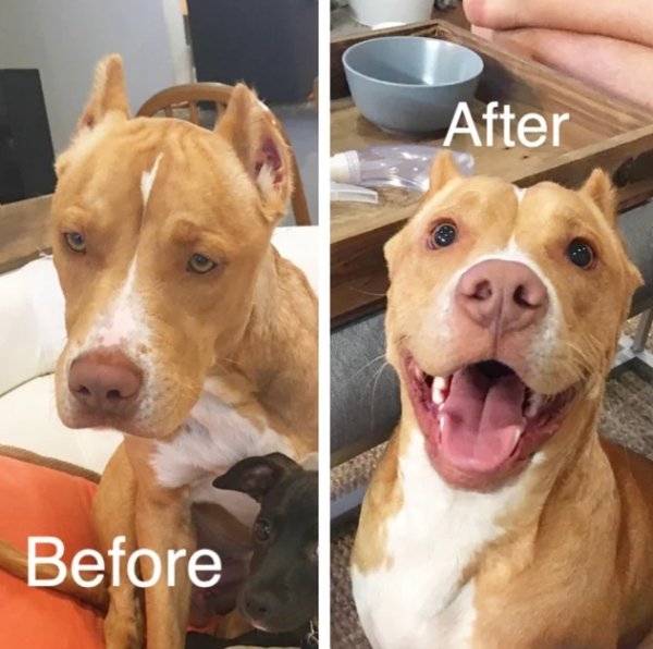 Pets Before And After Adoption (32 pics)