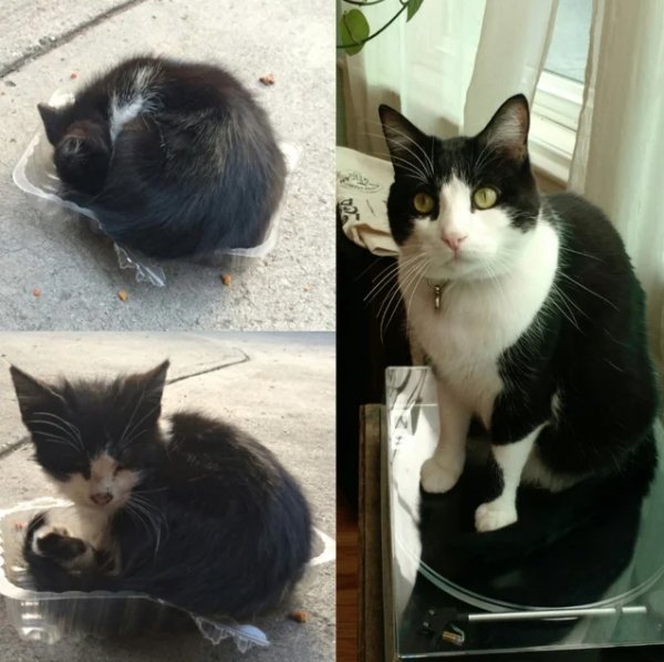 Pets Before And After Adoption (32 pics)