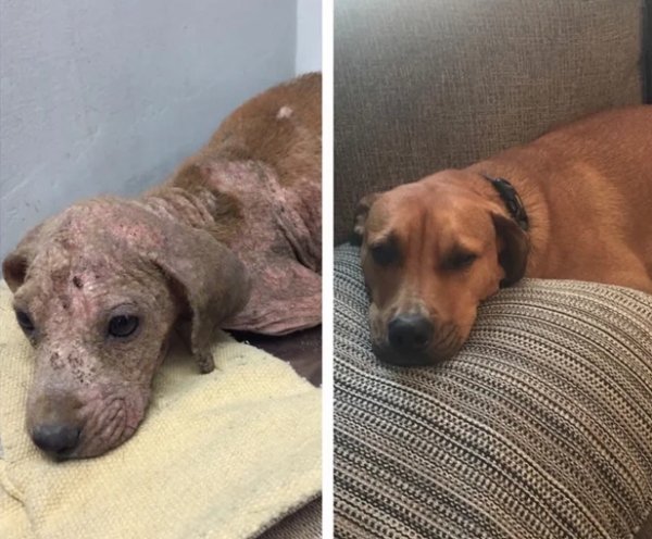 Pets Before And After Adoption (32 pics)