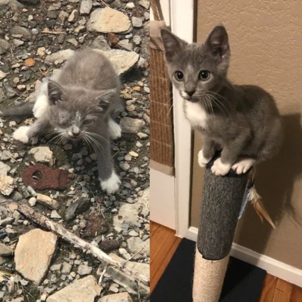 Pets Before And After Adoption (32 pics)