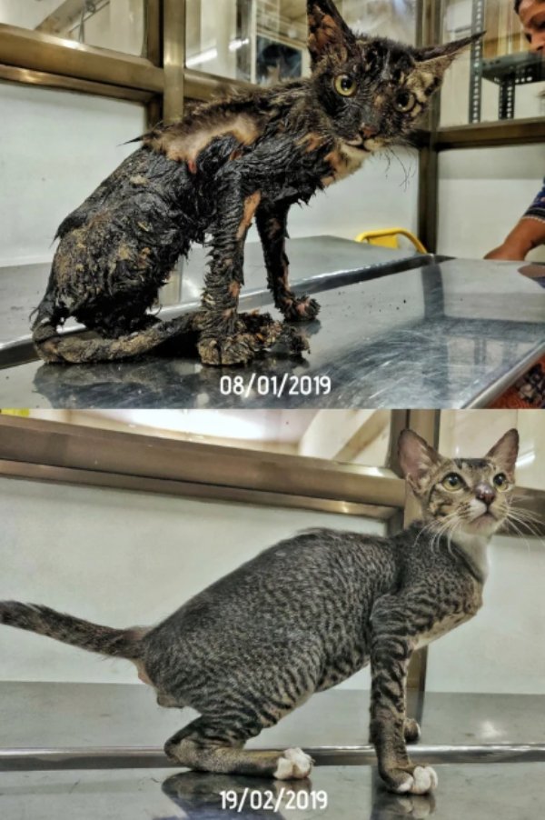 Pets Before And After Adoption (32 pics)