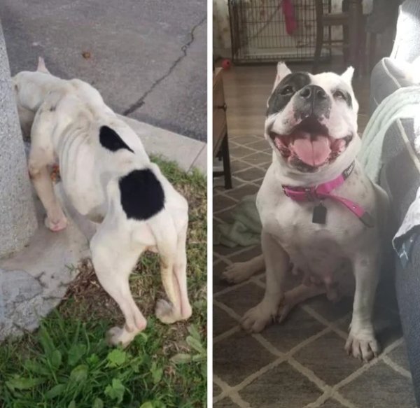 Pets Before And After Adoption (32 pics)