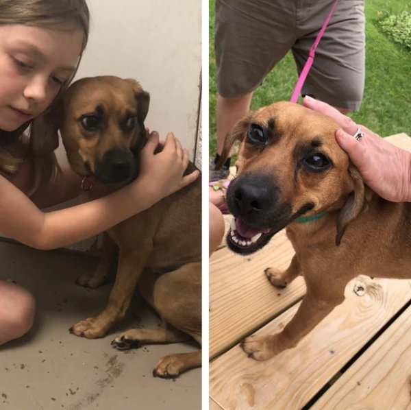 Pets Before And After Adoption (32 pics)