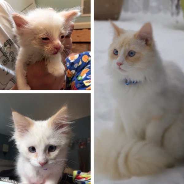 Pets Before And After Adoption (32 pics)