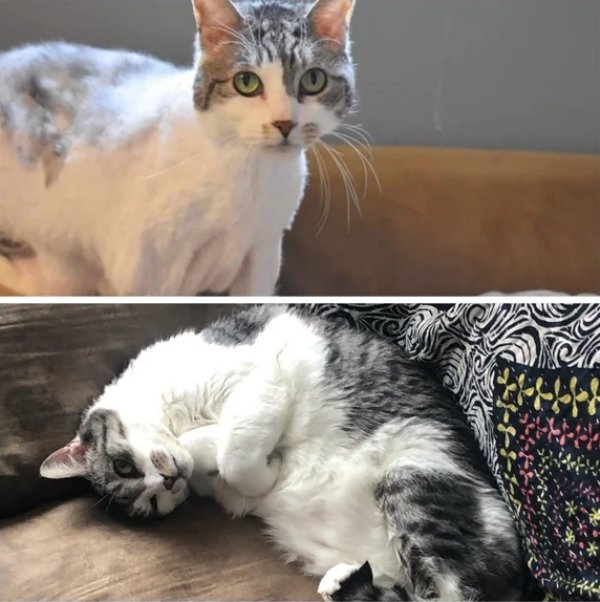 Pets Before And After Adoption (32 pics)