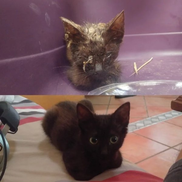 Pets Before And After Adoption (32 pics)