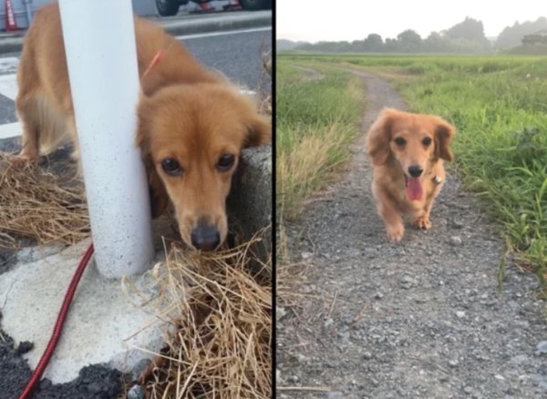 Pets Before And After Adoption (32 pics)