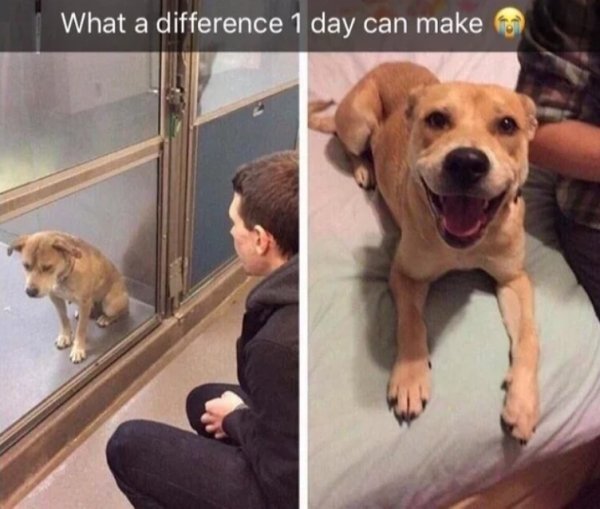 Pets Before And After Adoption (32 pics)