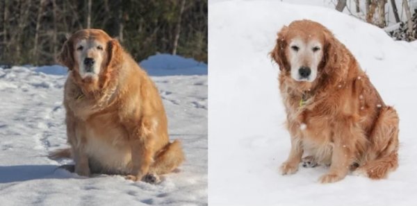 Pets Before And After Adoption (32 pics)