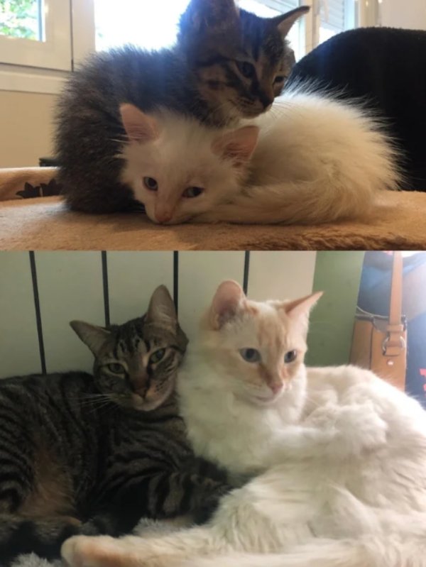 Pets Before And After Adoption (32 pics)