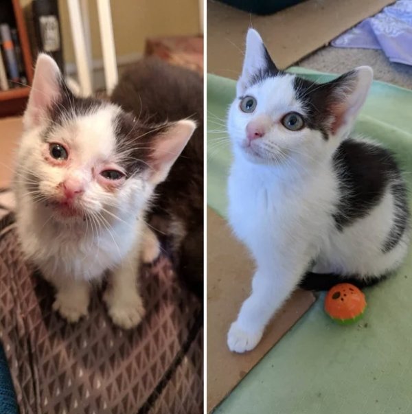 Pets Before And After Adoption (32 pics)
