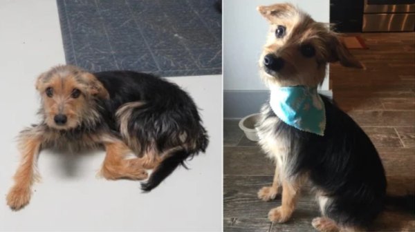 Pets Before And After Adoption (32 pics)