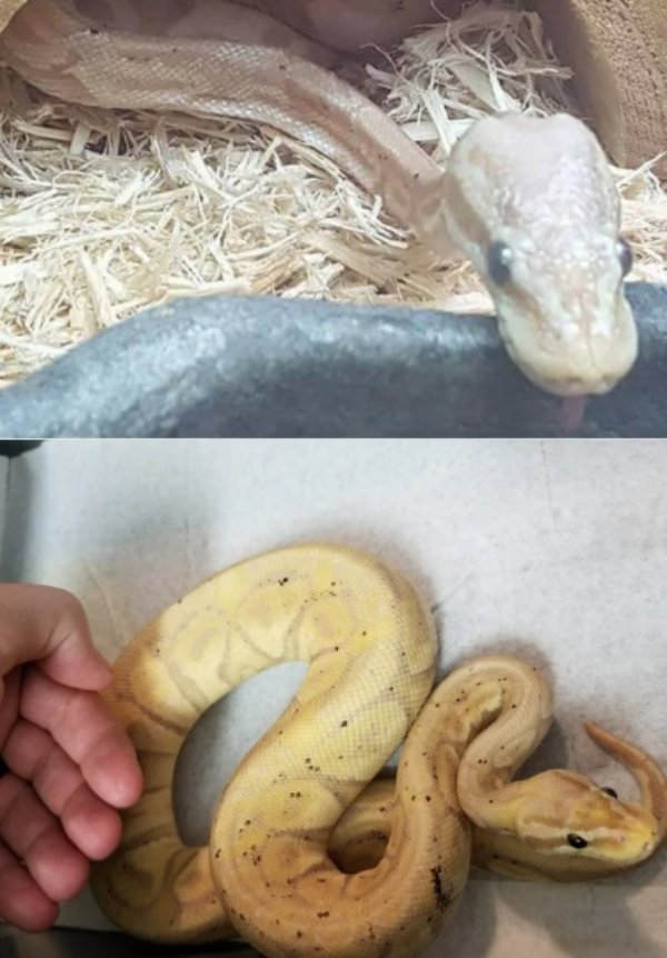 Pets Before And After Adoption (32 pics)