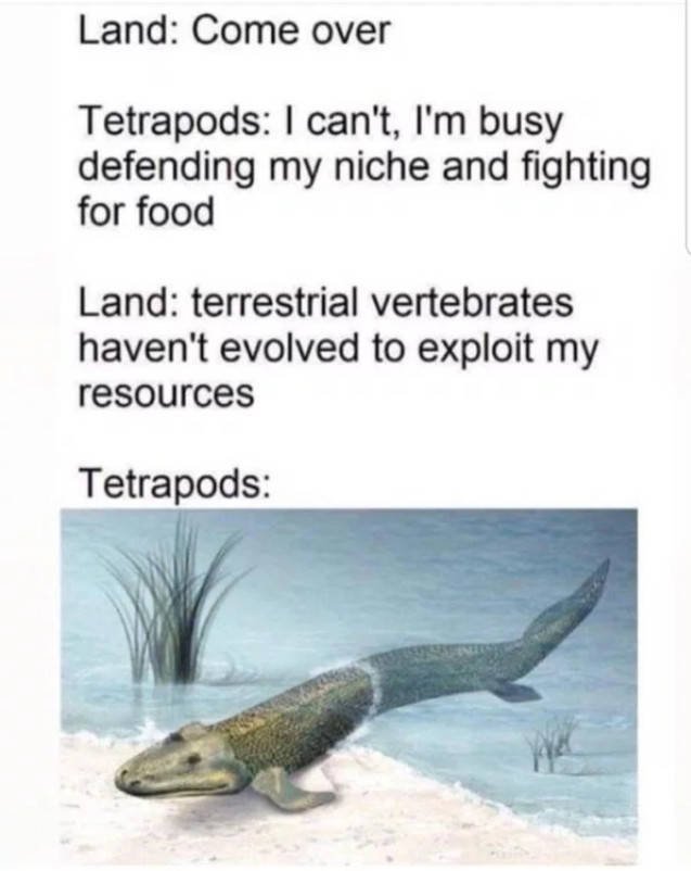 Prehistoric Memes (32 pics)