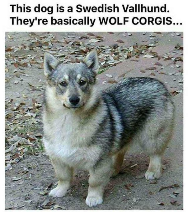 Dog Memes (27 pics)