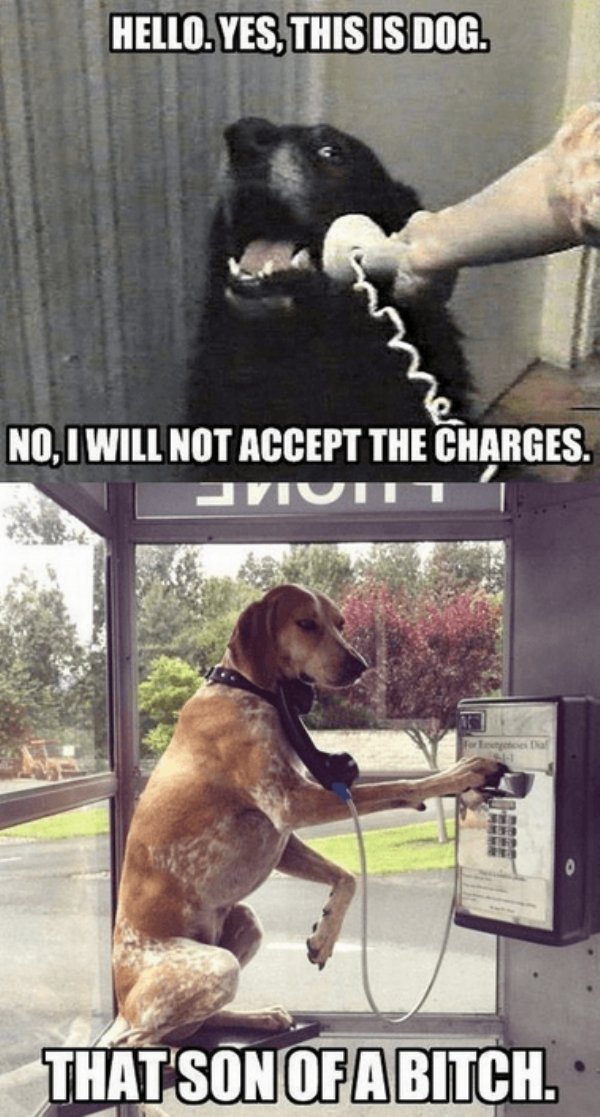 Dog Memes (27 pics)
