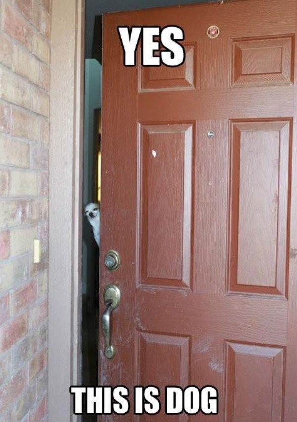 Dog Memes (27 pics)