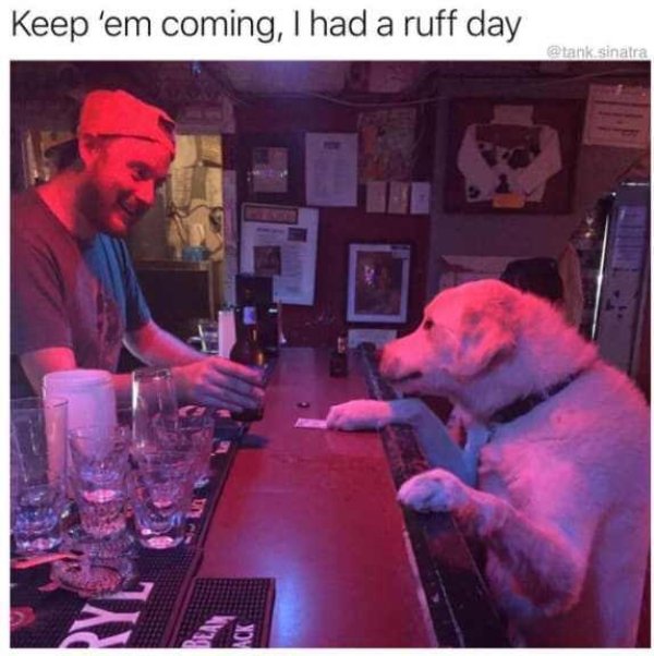 Dog Memes (27 pics)