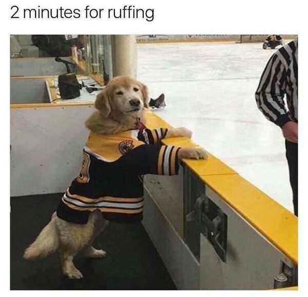 Dog Memes (27 pics)