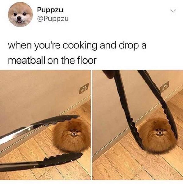 Dog Memes (27 pics)
