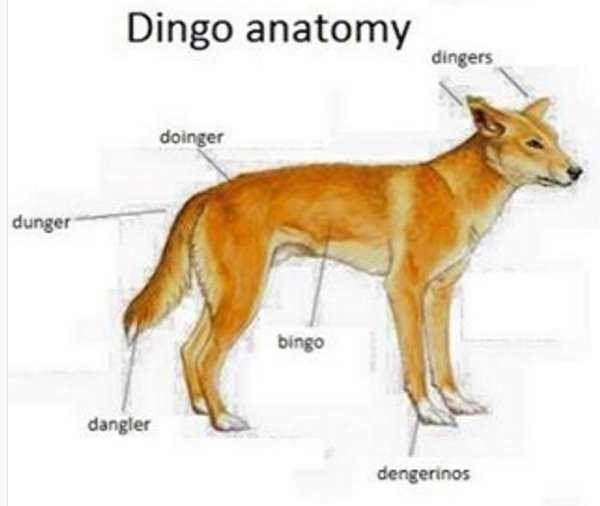 Dog Memes (27 pics)