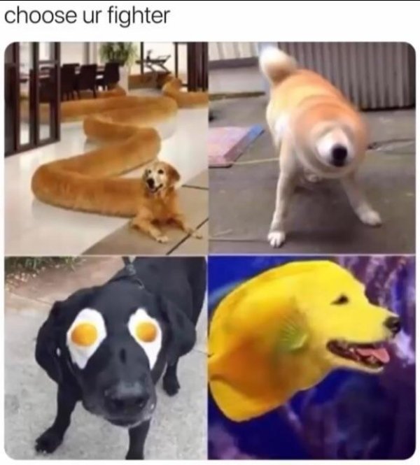 Dog Memes (27 pics)