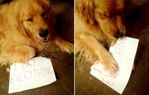 Dog Memes (27 pics)