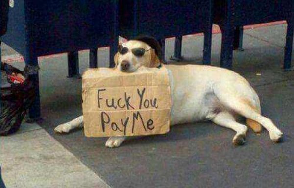 Dog Memes (27 pics)