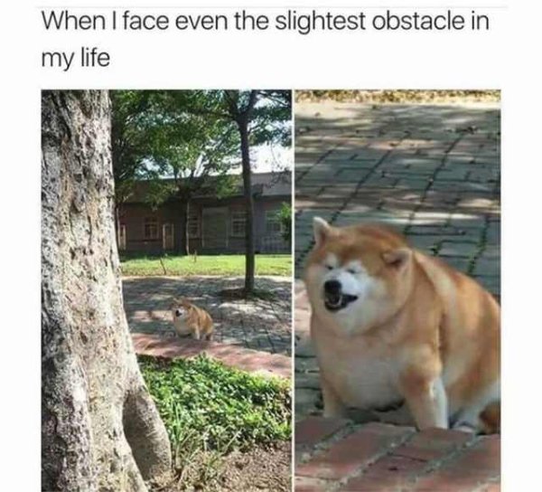 Dog Memes (27 pics)