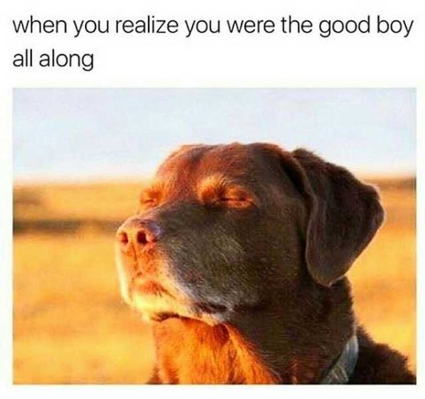 Dog Memes (27 pics)
