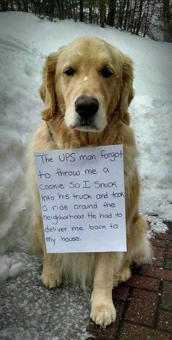 Dog Memes (27 pics)