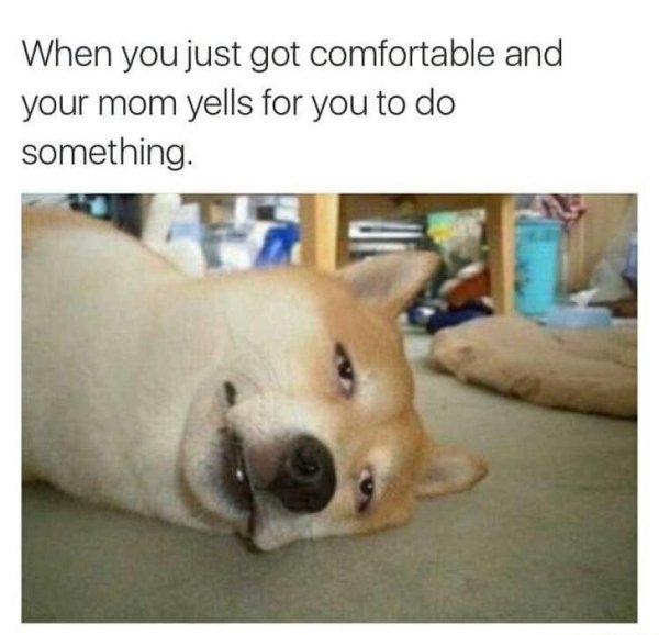 Dog Memes (27 pics)