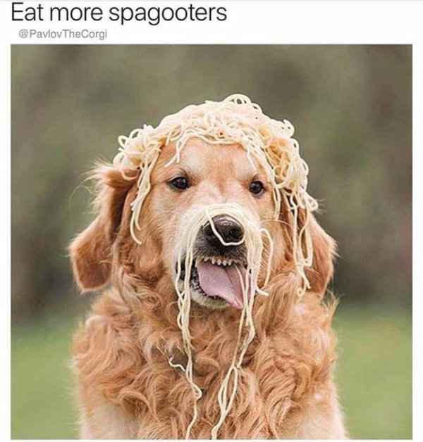 Dog Memes (27 pics)