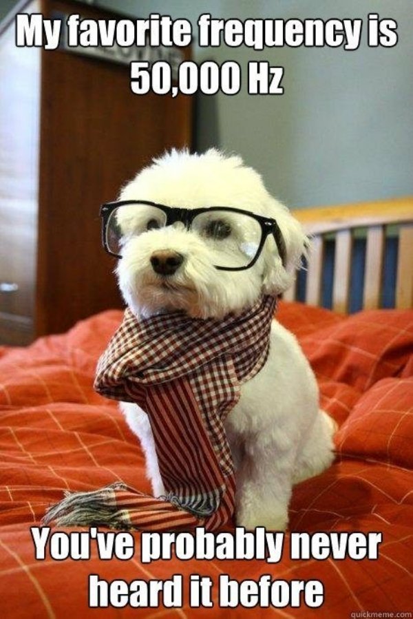 Dog Memes (27 pics)