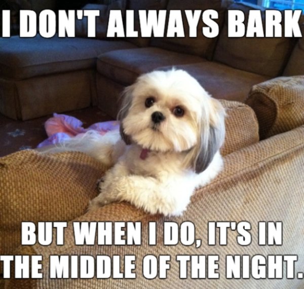 Dog Memes (27 pics)