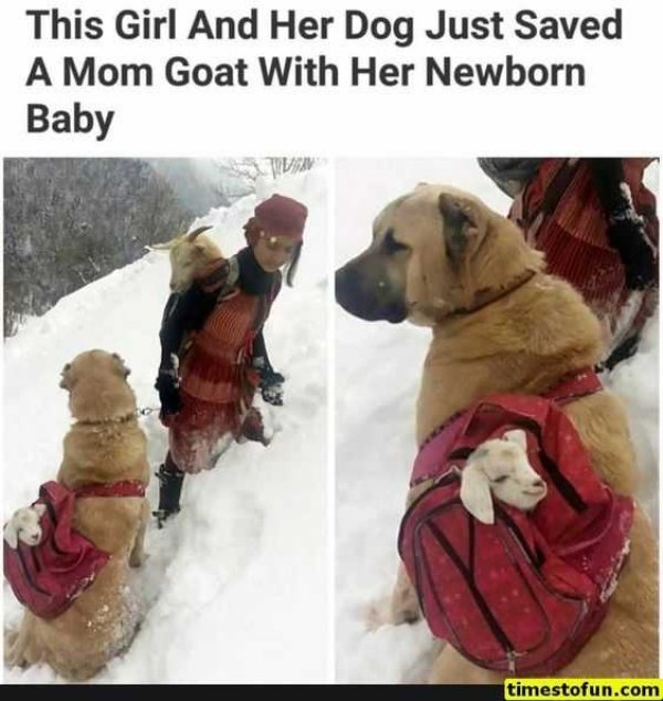 Dog Memes (27 pics)