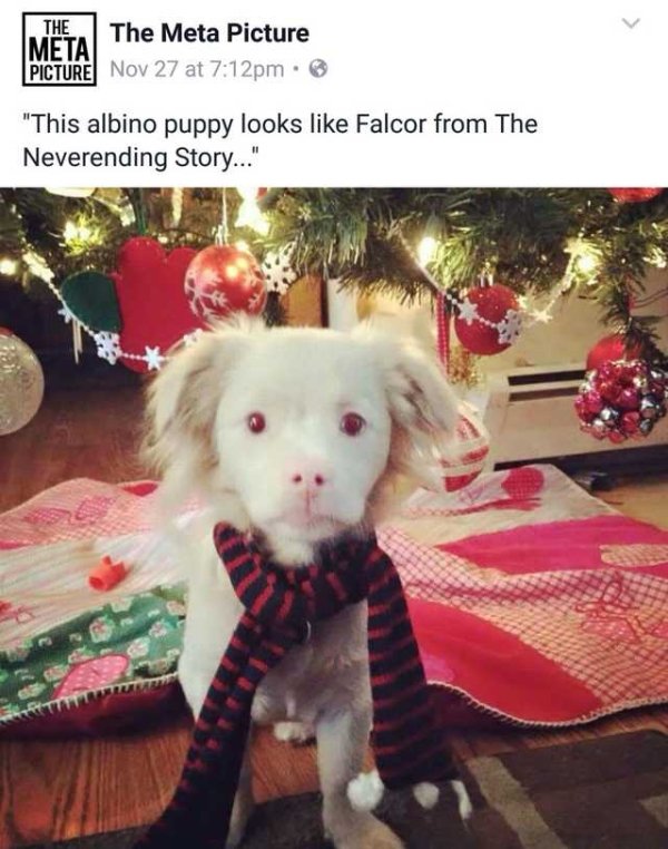 Dog Memes (27 pics)