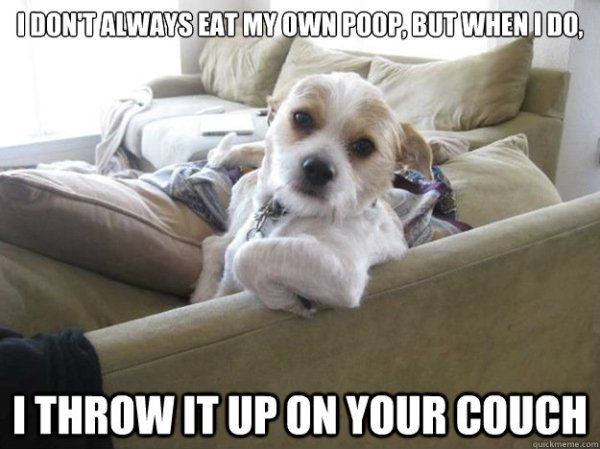 Dog Memes (27 pics)