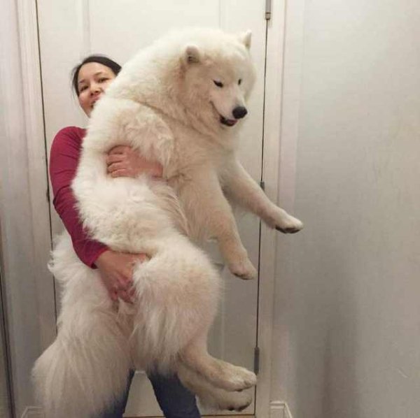 Dog Memes (27 pics)