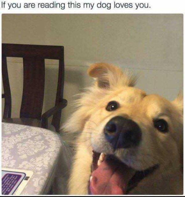 Dog Memes (27 pics)