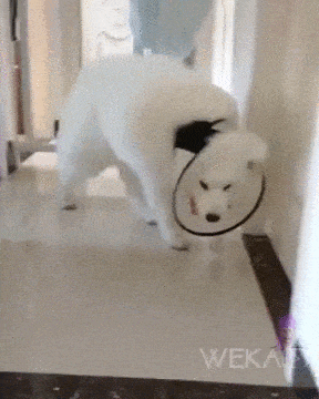Acid Gifdump, June 06 (25 gifs)