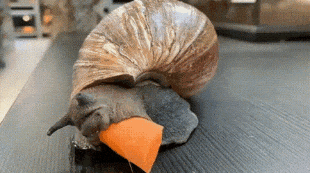 Acid Gifdump, June 06 (25 gifs)