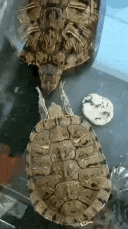 Acid Gifdump, June 06 (25 gifs)
