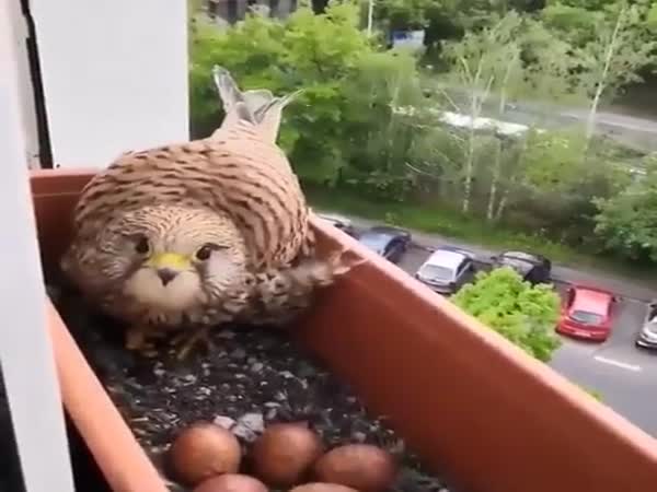When A Falcon Nest In Your Window Box