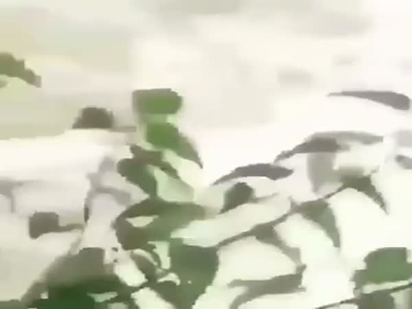 Saving Private Woofston